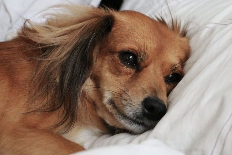 Le chien est couché sur le lit