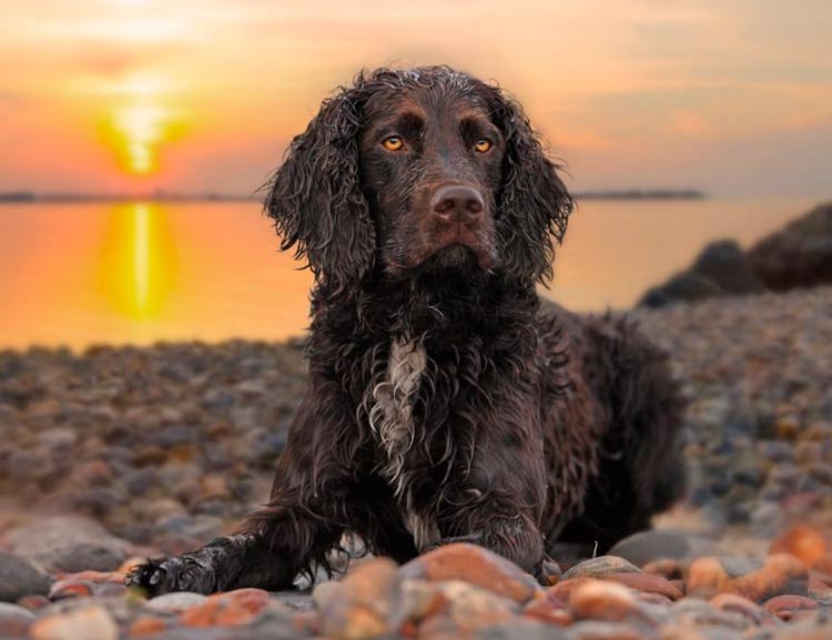 race American Water Spaniel