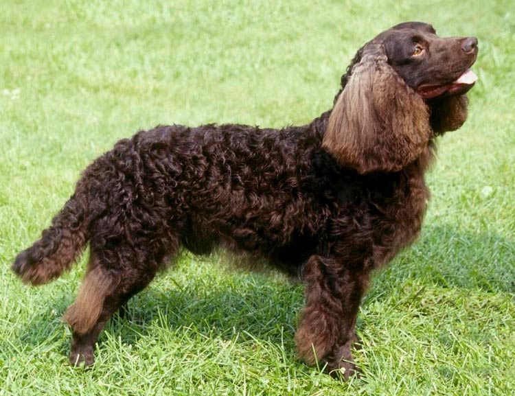 À quoi ressemble un épagneul d'eau américain ?