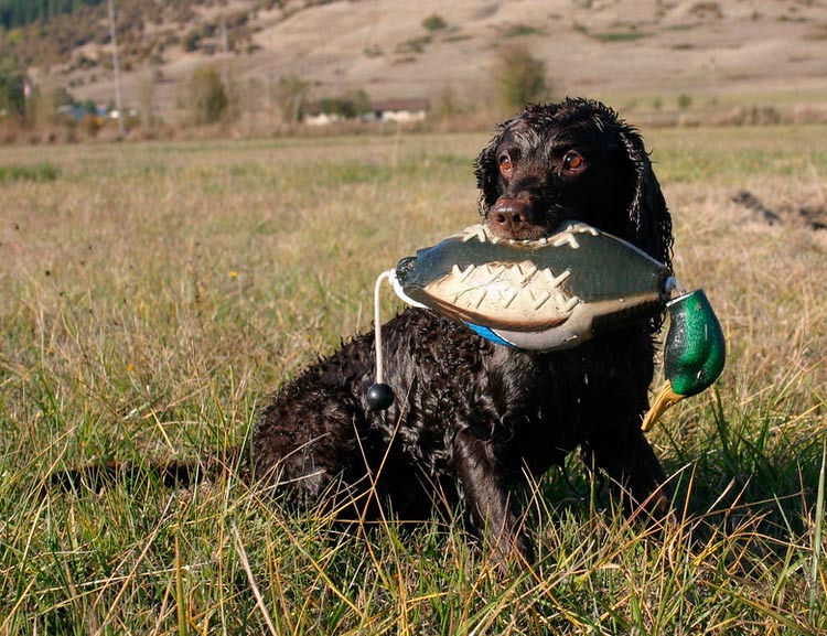 Épagneul d'eau américain avec un canard
