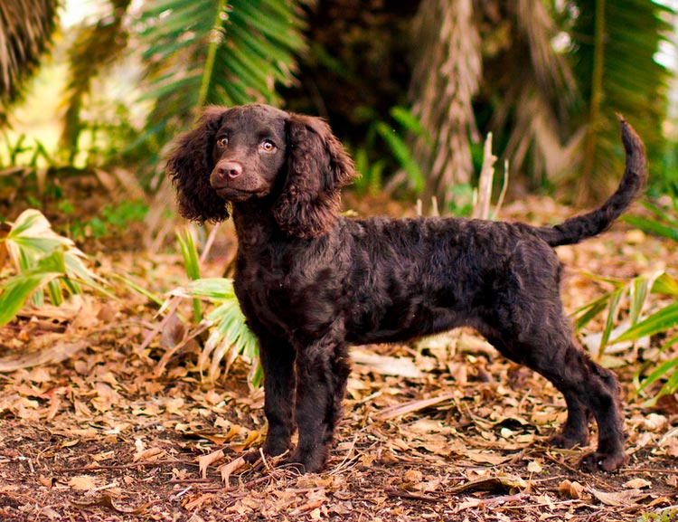 Épagneul d'eau américain issu d'une pépinière
