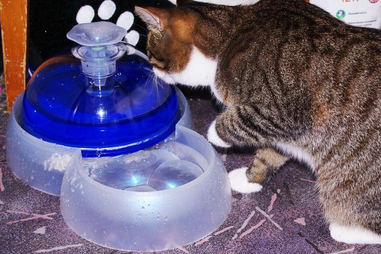 Fontaine à eau sous dôme