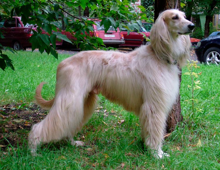 standard de la race Bakhmul