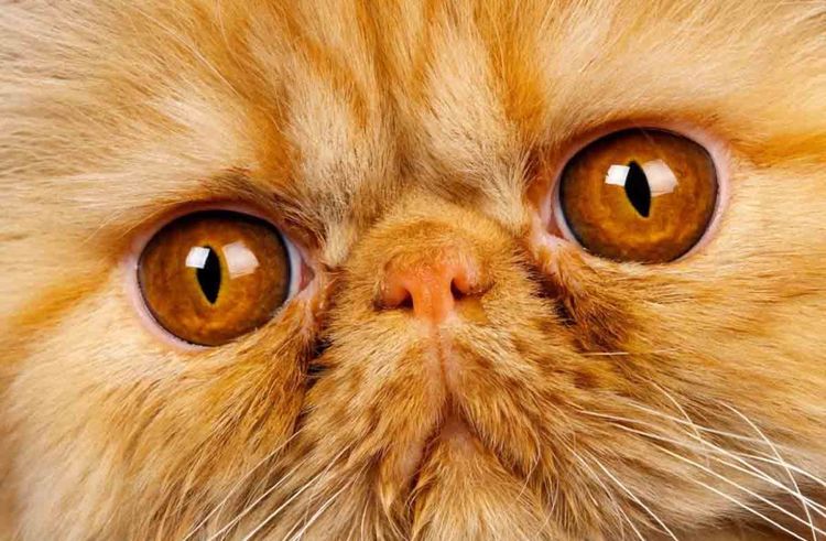 Chat persan aux yeux jaunes