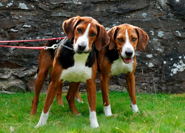 deux chiens de chasse Hamilton