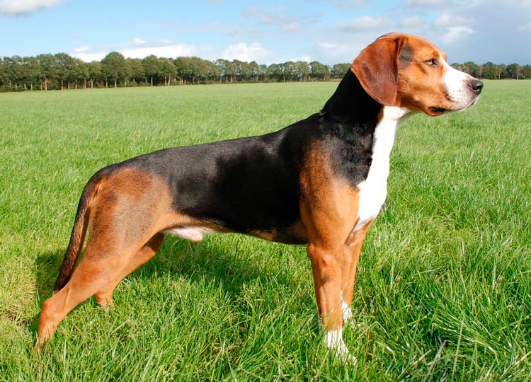 standard de la race Hamilton Hound