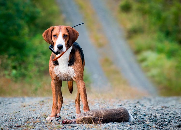 Chien de chasse Hamilton avec un lièvre