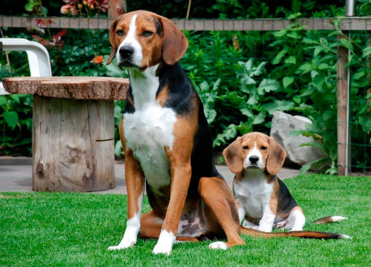 Chien de chasse Hamilton avec chiot