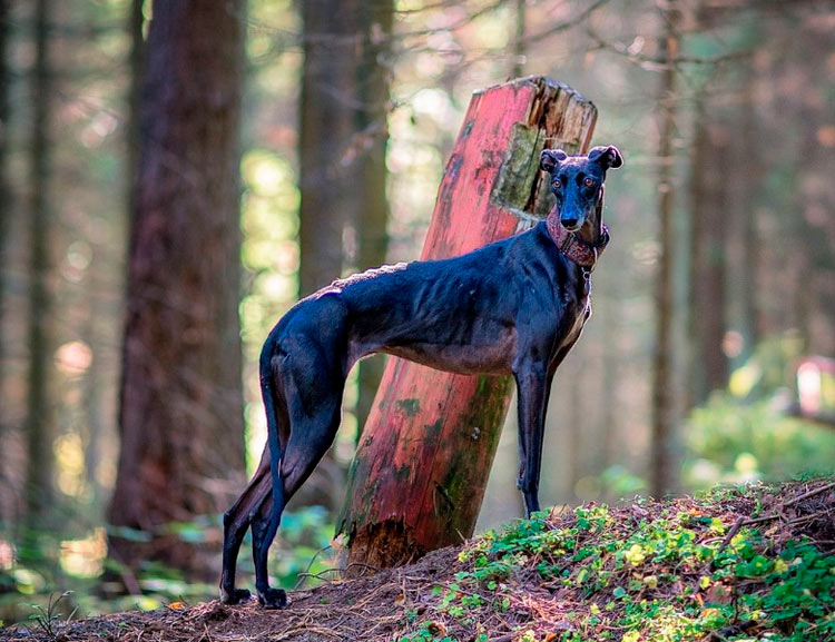 Galgo, lévrier espagnol