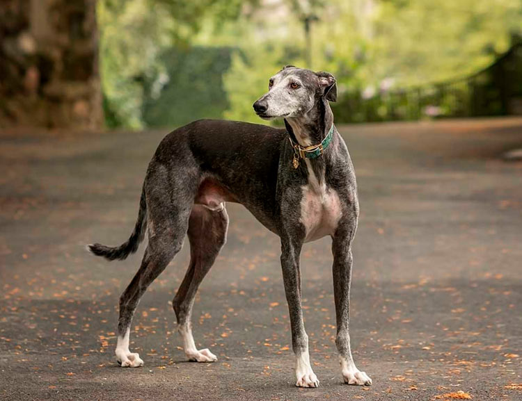 photo de lévrier espagnol