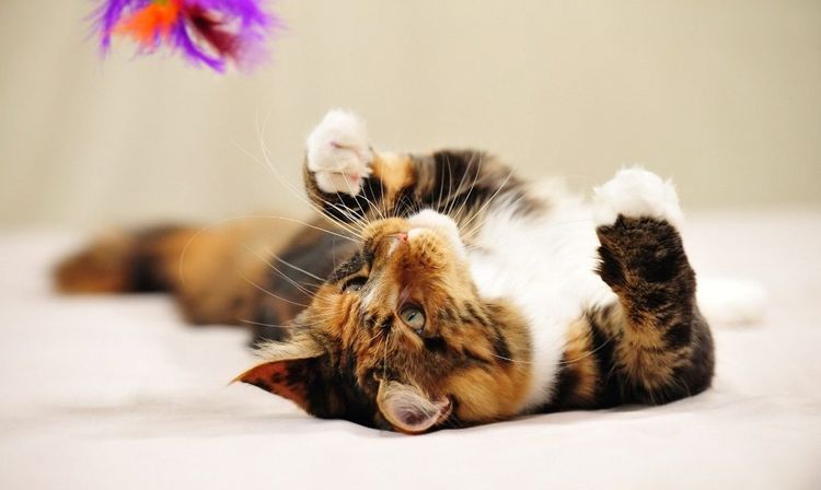 Un chat tricolore joue