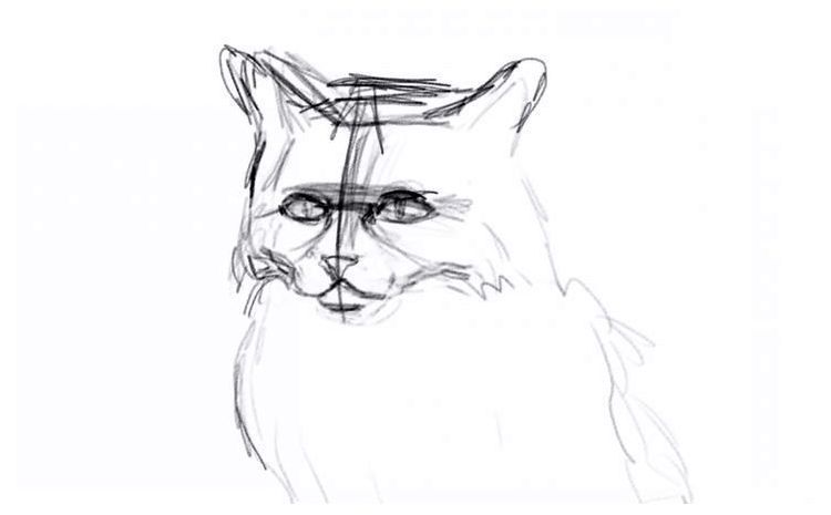 Comment dessiner un chat duveteux