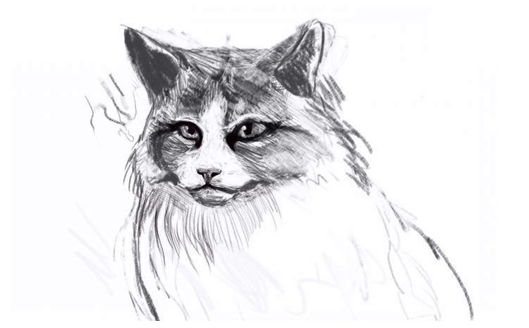 Comment dessiner un chat duveteux