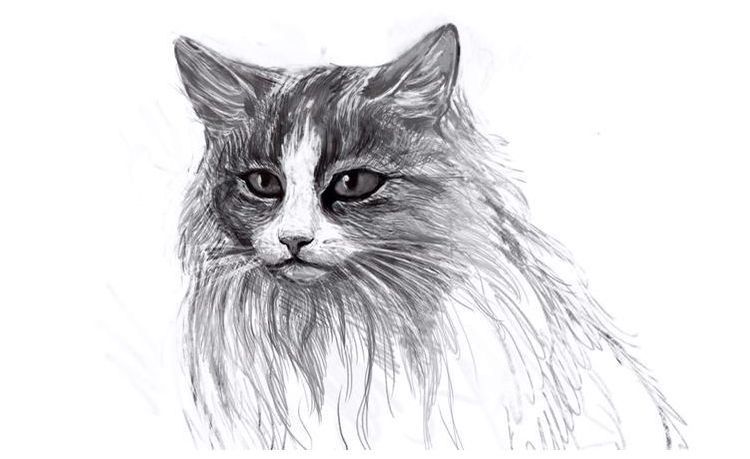 Comment dessiner un chat duveteux
