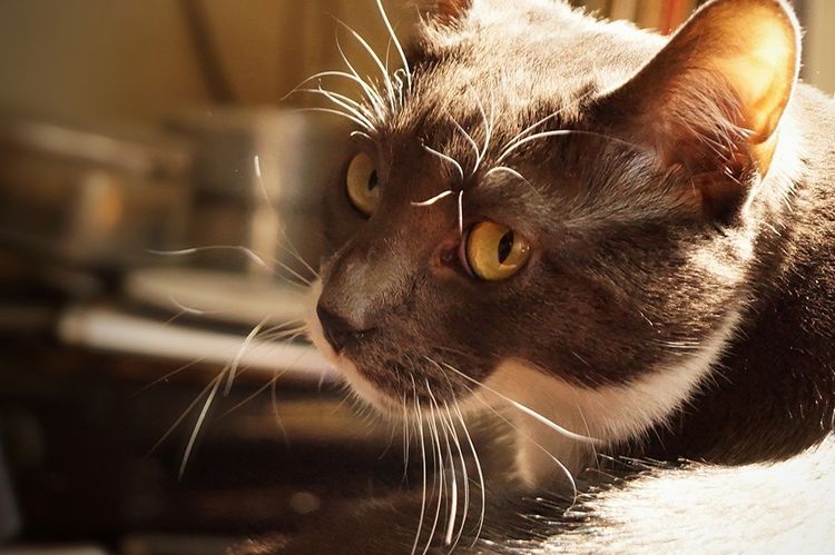 Le chat a du sang dans ses urines.