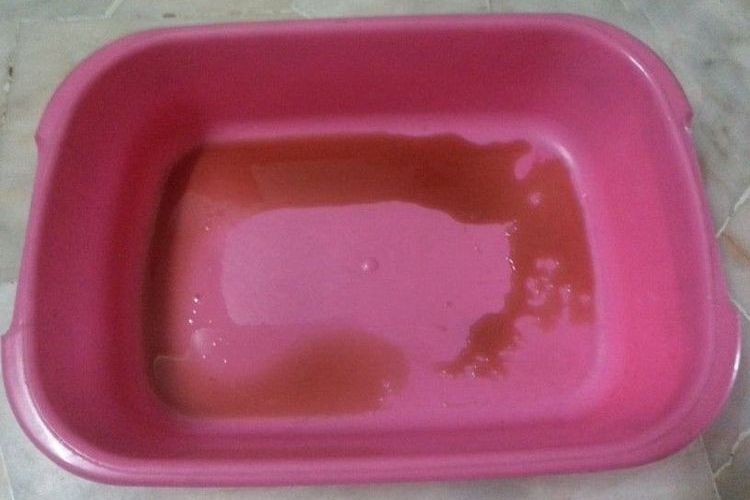 Du sang dans l'urine du chat