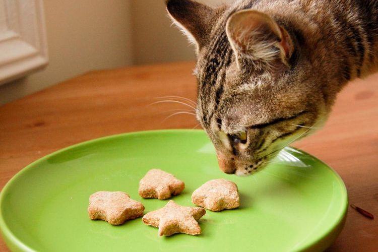friandises pour chats