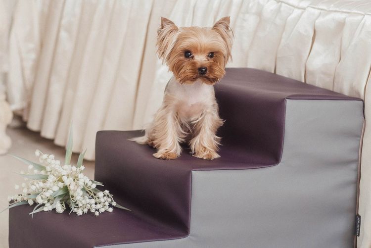 Chihuahua sur une échelle pour chien