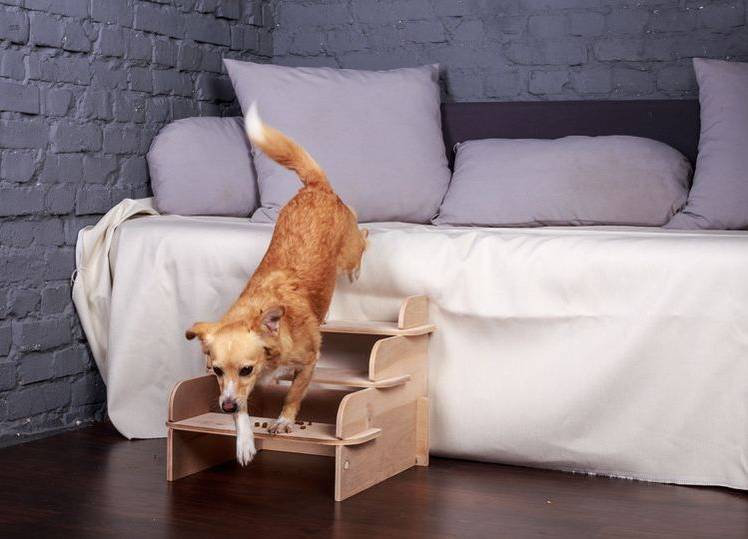 échelle pour chiens de petites races : que choisir ? 6 Escabeau pour chien