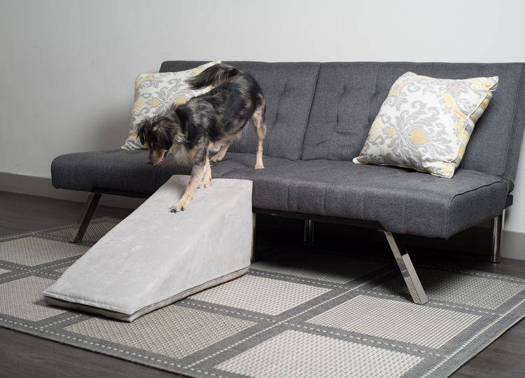 échelle pour chiens de petites races : que choisir ? Le chien descend les escaliers