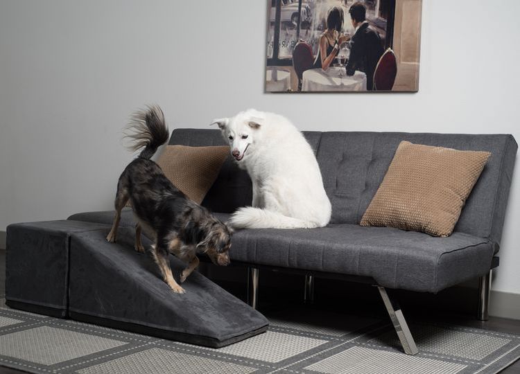 échelle pour chiens de petites races : que choisir ? 9 Types d'échelles pour chiens de petite race