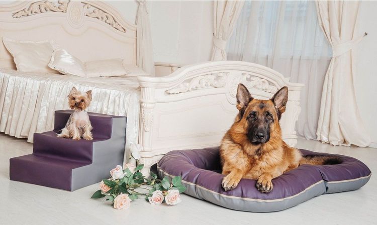 Échelle pour chiens de petite race