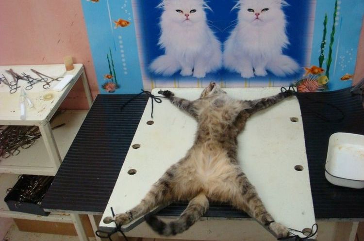 Stérilisation d'un chat