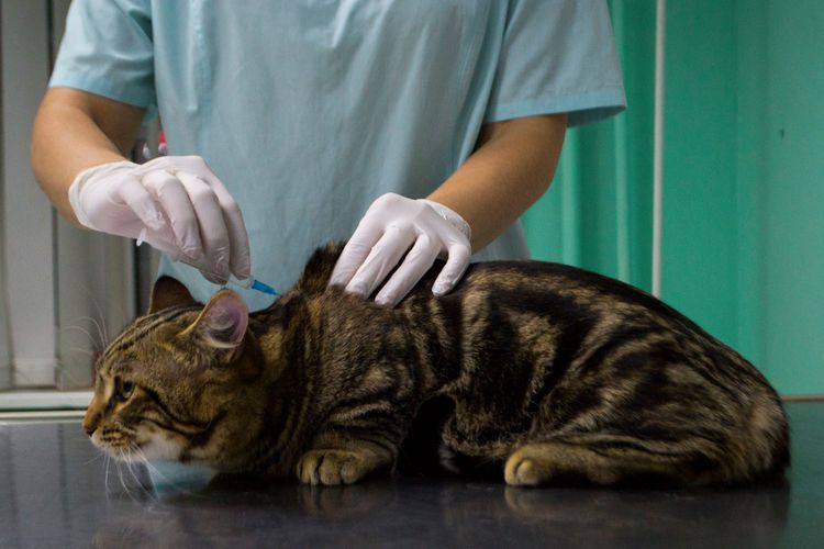 Vaccination d'un chat