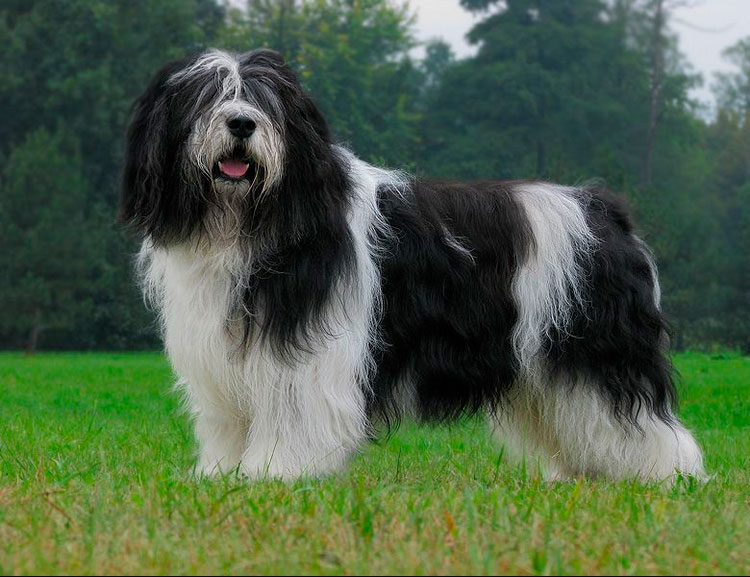 standard du Berger Polonais de Plaine