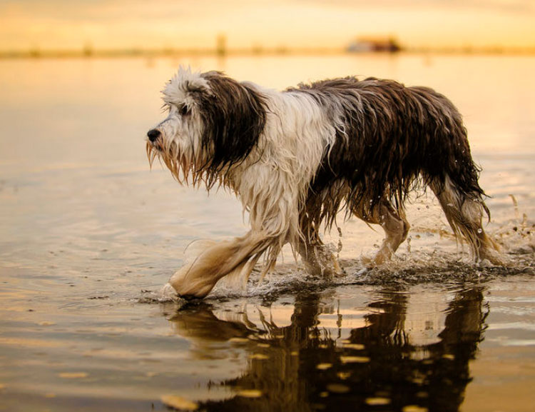 Berger polonais des plaines dans l'eau