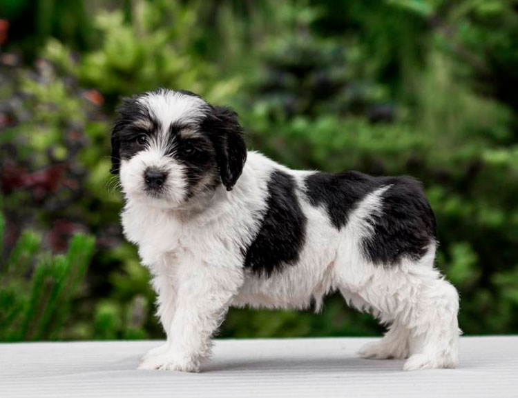 chiot Berger polonais des plaines