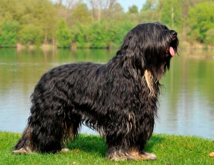 Berger portugais au bord du lac