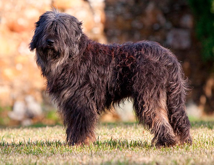race de chien Berger Portugais