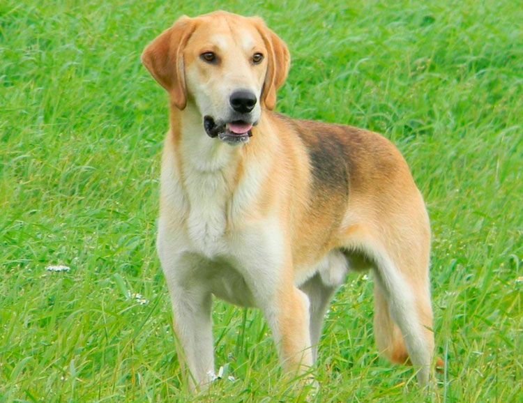 race de chien de chasse russe