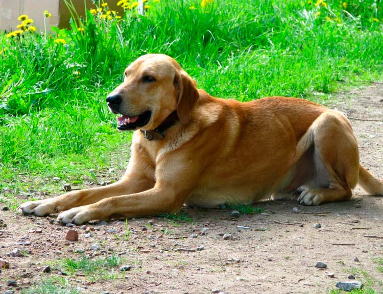 Standard du Chien Russe