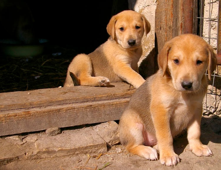 chiots de race lévrier russe