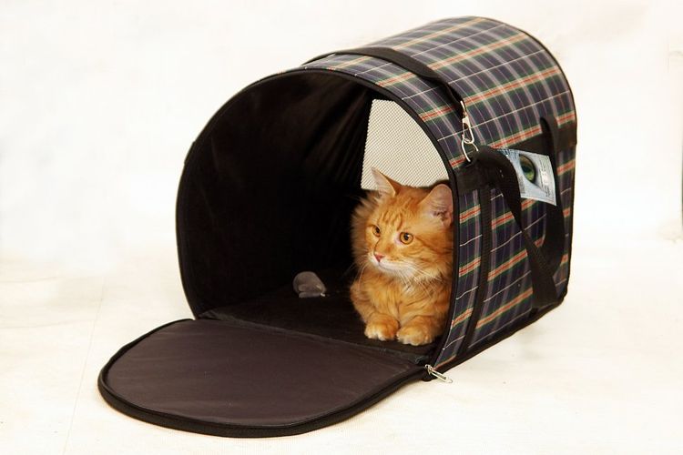 Un chat dans un sac de transport souple