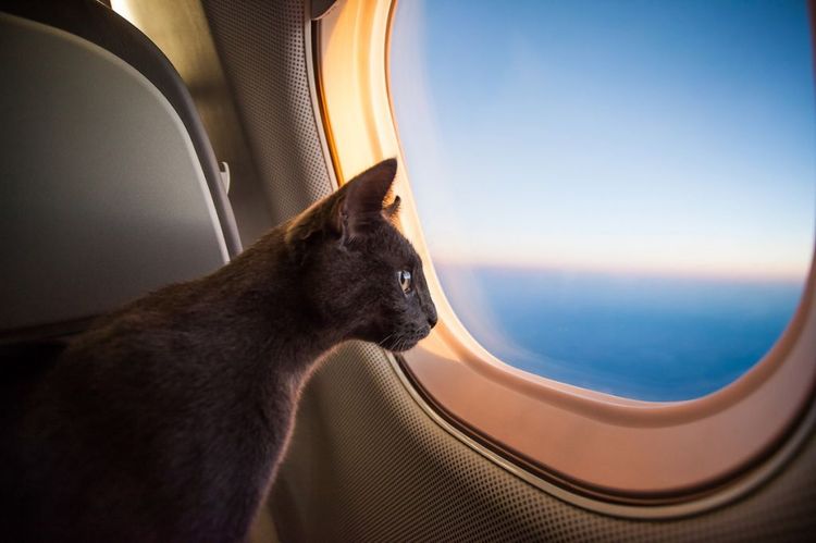 Chat dans un avion