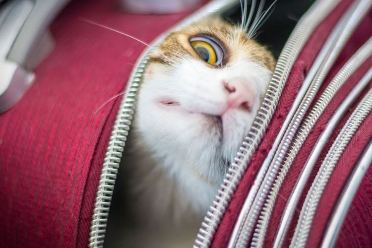 Un chat dans une cage de transport