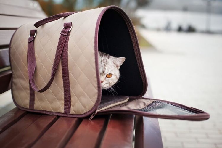 sac de transport pour chat