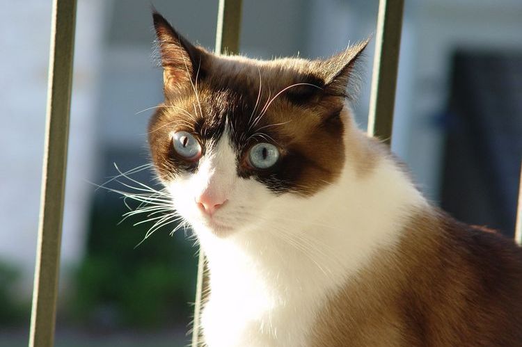 Le chat est assis près des barreaux