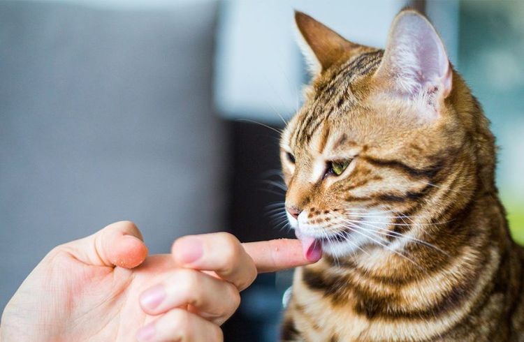 Le chat lèche le doigt