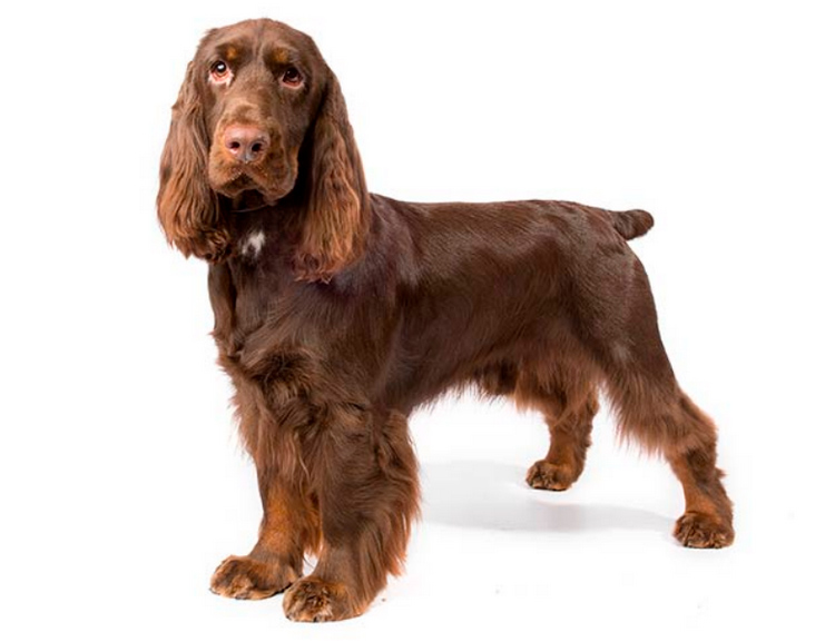 race de chien Field Spaniel