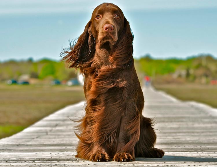 caractéristiques des épagneuls de terrain