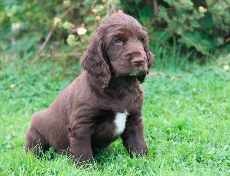 élevage de Field Spaniel