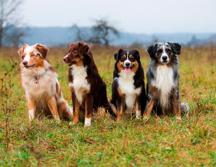 Bergers américains miniatures