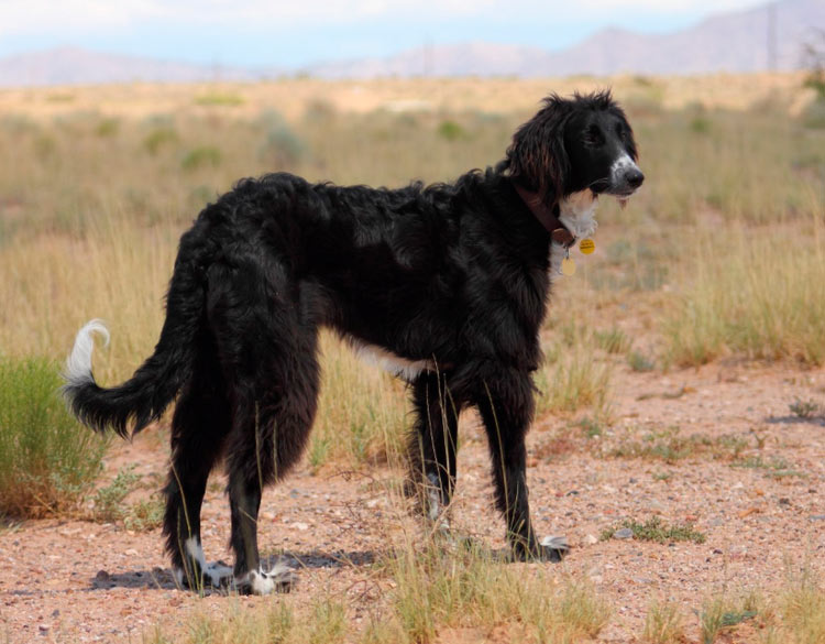 Taïgan sur le terrain