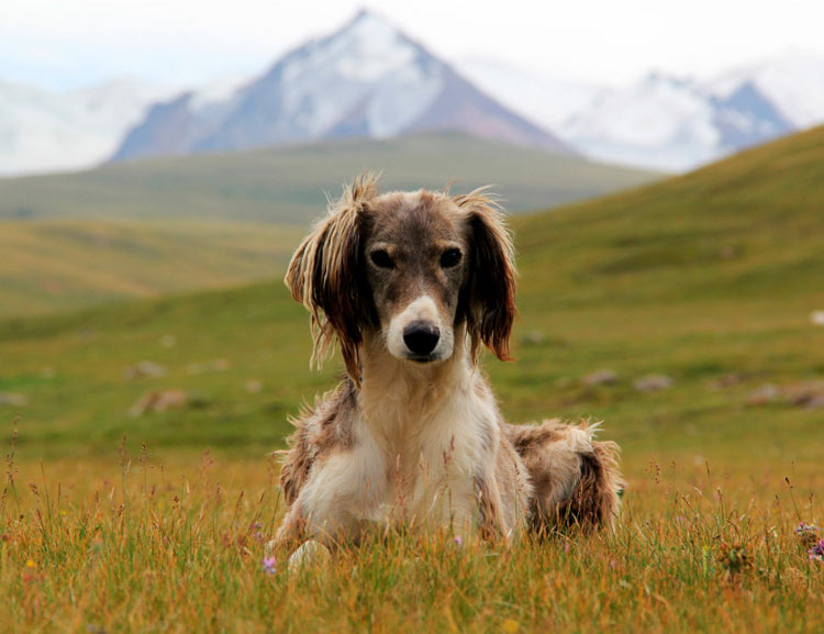 race de chien Taïgan
