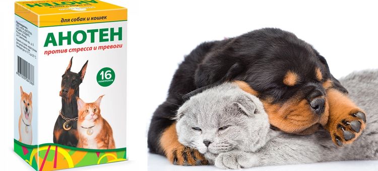 Anoten, un médicament pour chats et chiens