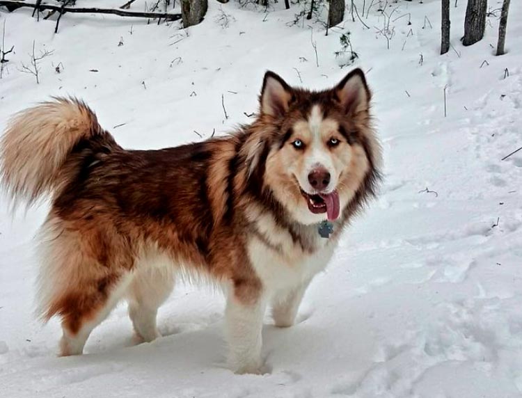 race de chien Chowski